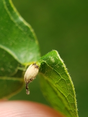 Andricus chinquapin
