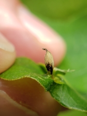 Andricus chinquapin