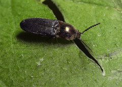Limonius aurifer