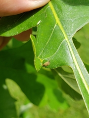 Andricus chinquapin