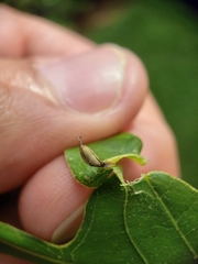 Andricus chinquapin