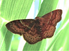 Leptostales rubromarginaria
