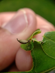 Andricus chinquapin
