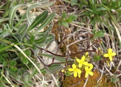 Biscutella laevigata