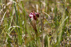 Sarracenia purpurea