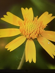 Helenium amarum