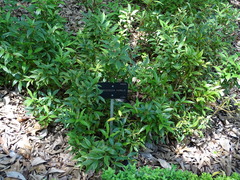 Sarcococca hookeriana digyna