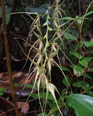 Pleurothallis phalangifera