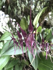 Pleurothallis phalangifera
