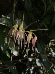 Pleurothallis phalangifera