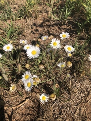 Aphanostephus skirrhobasis