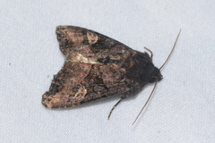 Euplexia