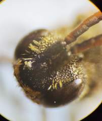 Nomada flavoguttata