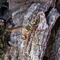 Polybiomyia bellardii