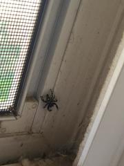 Phidippus audax