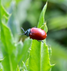 Chrysomela saliceti