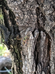 Polybiomyia bellardii