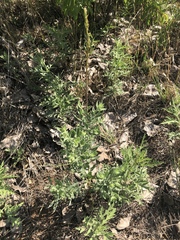 Oenothera cinerea cinerea