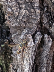 Polybiomyia bellardii