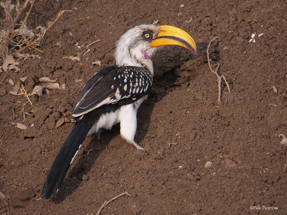 Eastern Yellow-Billed Hornbill