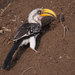 Eastern Yellow-billed Hornbill - Photo (c) Nik Borrow, some rights reserved (CC BY-NC)