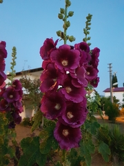 Alcea rosea