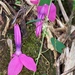 Passiflora mendoncaei - Photo 由 Marcelo Leandro Brotto 所上傳的 (c) Marcelo Leandro Brotto，保留部份權利CC BY-NC-ND