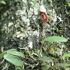 Lepanthes clausa
