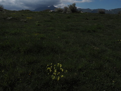 Viola calcarata