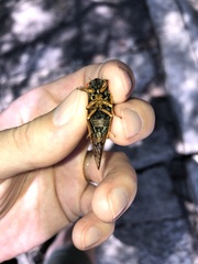 Magicicada septendecula