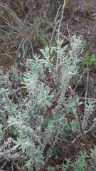 Helichrysum revolutum