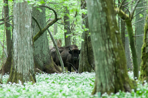 European Wisent