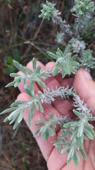 Helichrysum revolutum