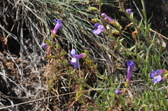Penstemon gairdneri