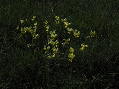 Viola calcarata