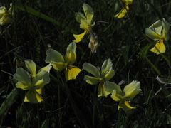 Viola calcarata