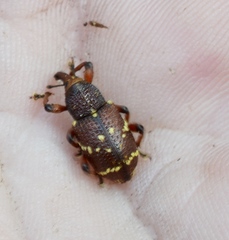 Hylobius transversovittatus