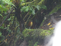 Grallaria flavotincta