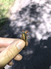 Magicicada septendecula