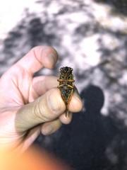 Magicicada septendecula