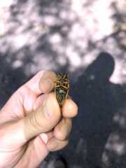 Magicicada septendecula