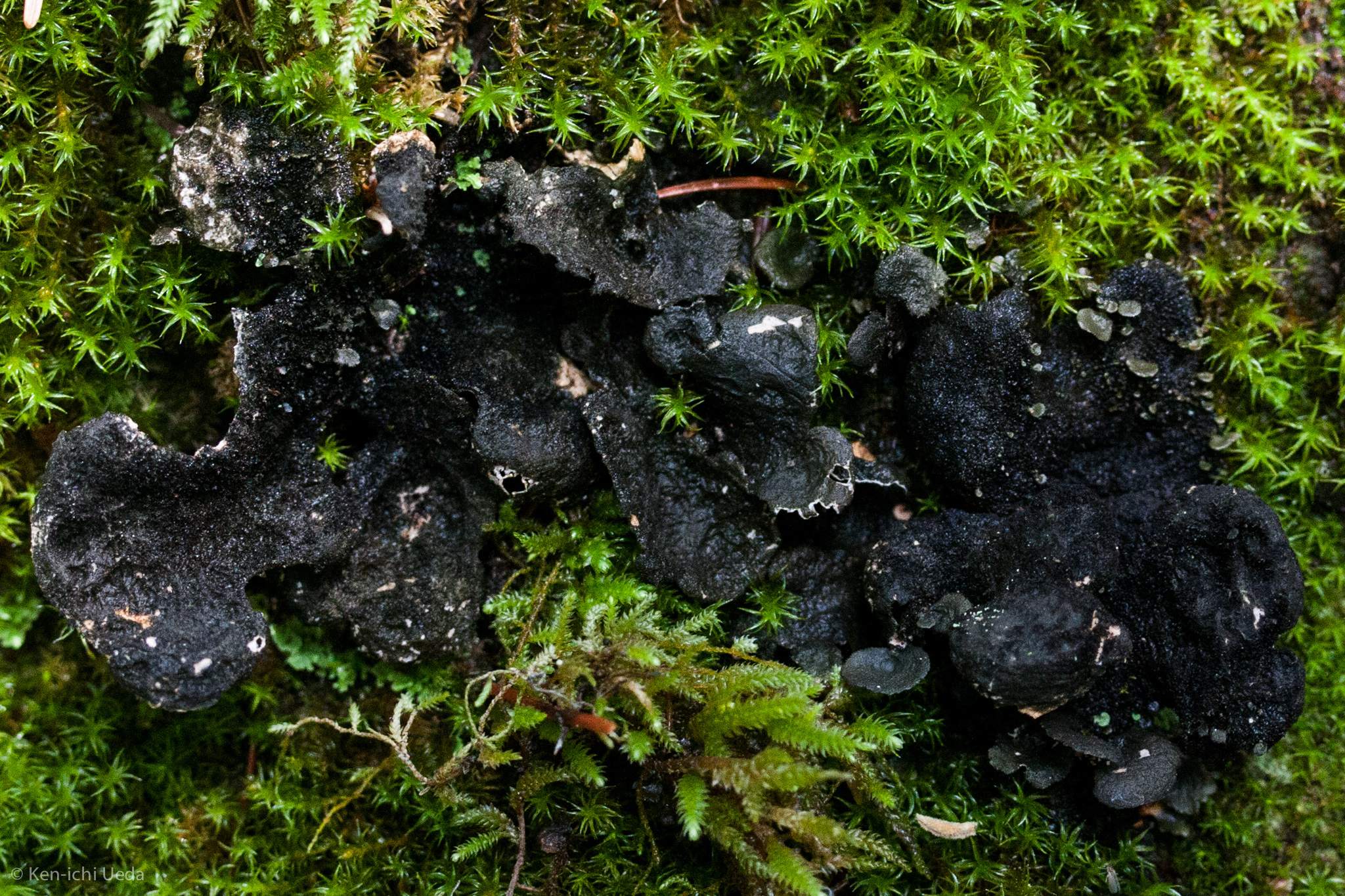 Sticta image