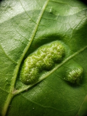 Callirhytis favosa