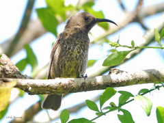 Chalcomitra senegalensis lamperti