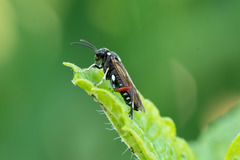 Macrophya punctumalbum