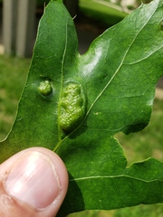Callirhytis favosa