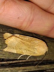Noctua fimbriata