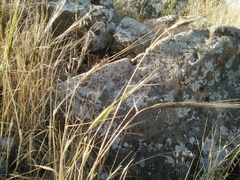 Triticum dicoccoides