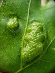 Callirhytis favosa