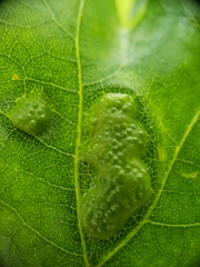 Callirhytis favosa